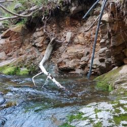雪の残る渓流でイワナ爆釣 ～九頭竜川水系～